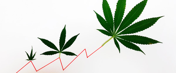 Pot cannibus ipo dates